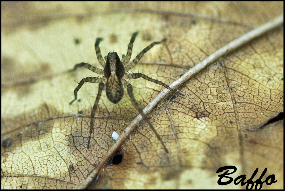 Alopecosa inquilina? No. Pardosa sp. - Monrupino (TS)